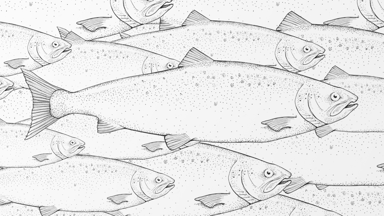 Kind Seaborn Salmon3