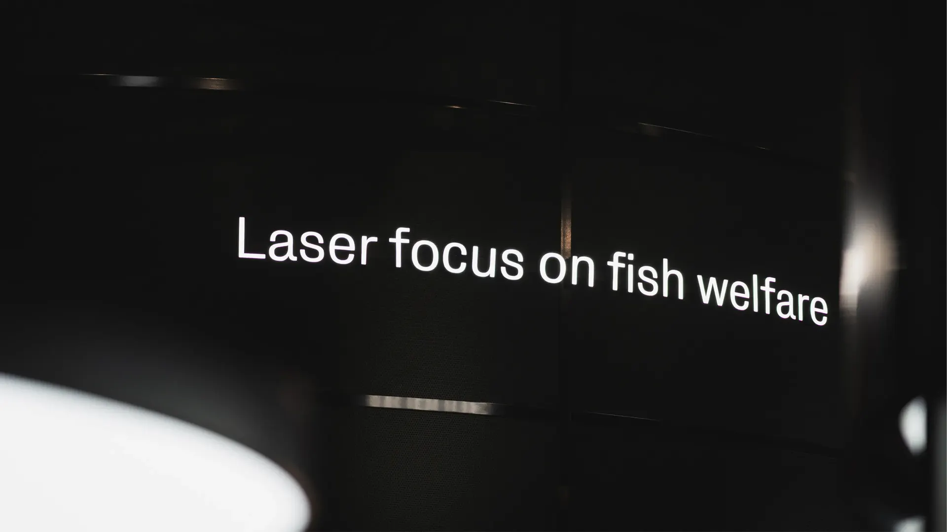 18 kind work stingray laser focus on fish welfare